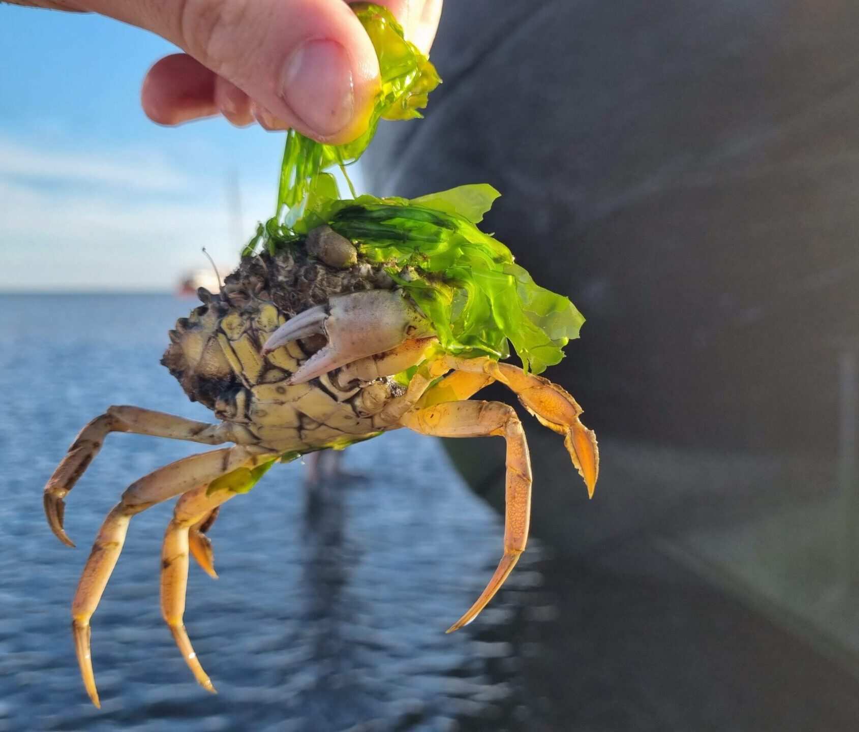 Met de Medusa droogliggen op de Waddenzee