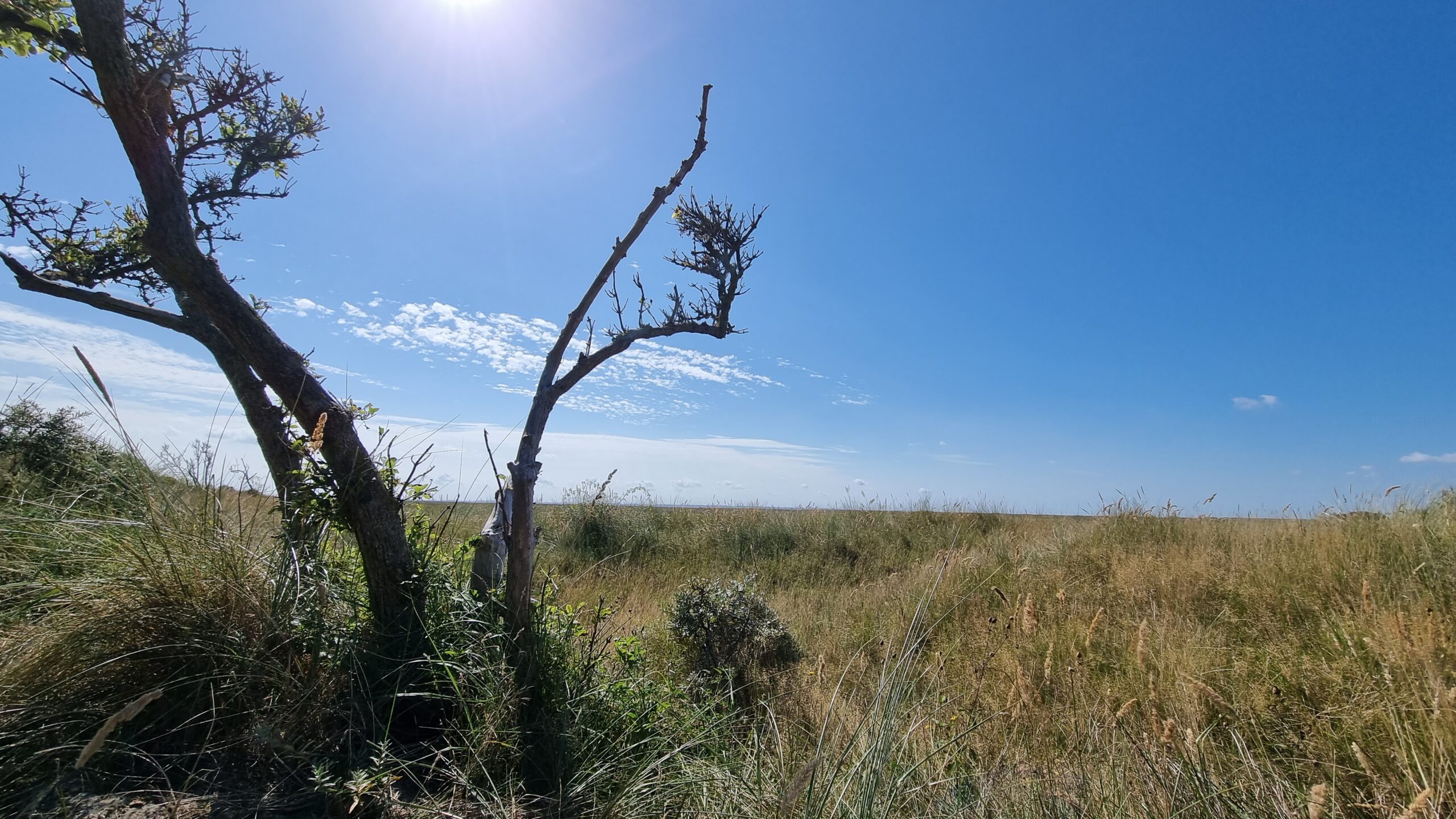 vrije natuur op Schiermonnikoog vrije natuur op Schiermonnikoog